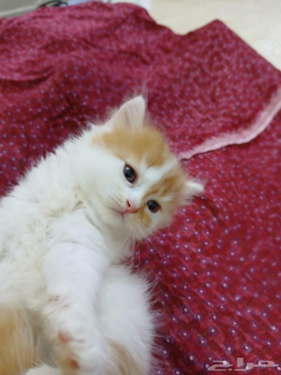 Bashe Sharazi for sale, 35 days old, insha'Allah, blessed is the Most Merciful64555082042883112