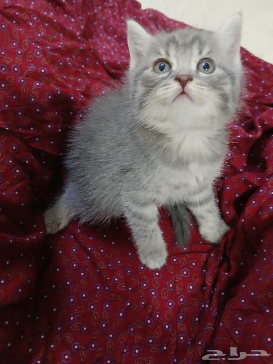 Bashe Sharazi for sale, 35 days old, insha'Allah, blessed is the Most Merciful64555082042883111