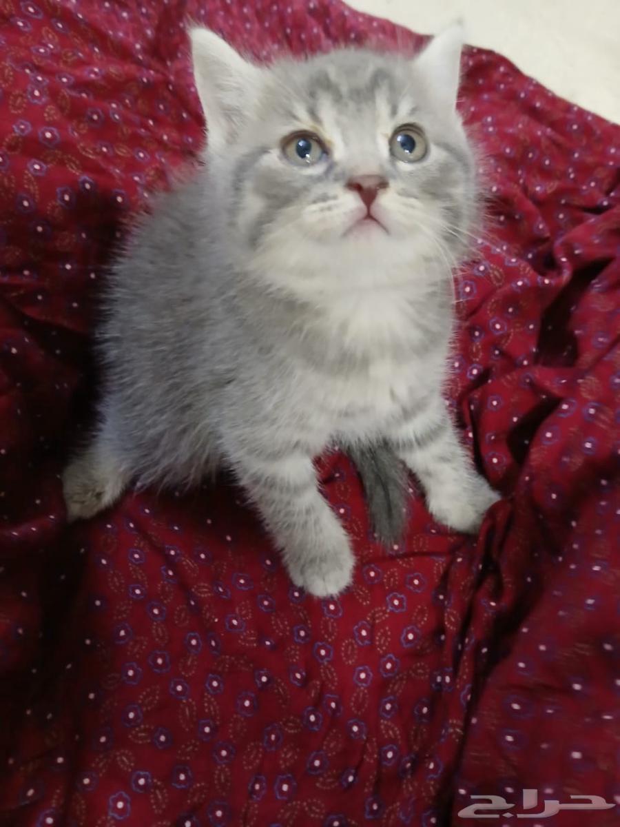 Bashe Sharazi for sale, 35 days old, insha'Allah, blessed is the Most Merciful64555082042883110