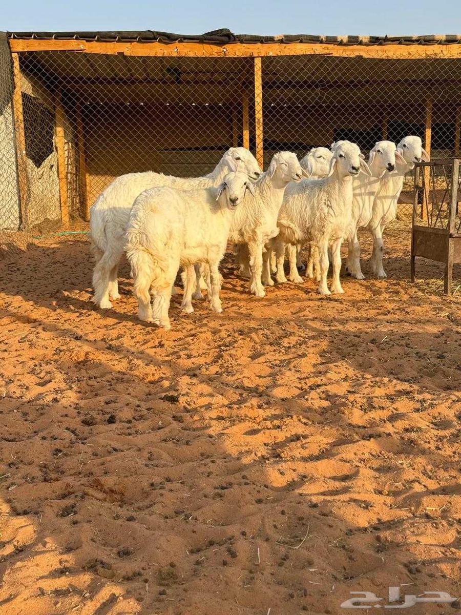 6 طليان للبيع العمر 6 شهور64558100610818110