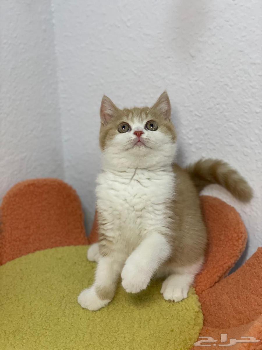 للبيع أنثى سكوتش ستريت ابيور64555236039170114