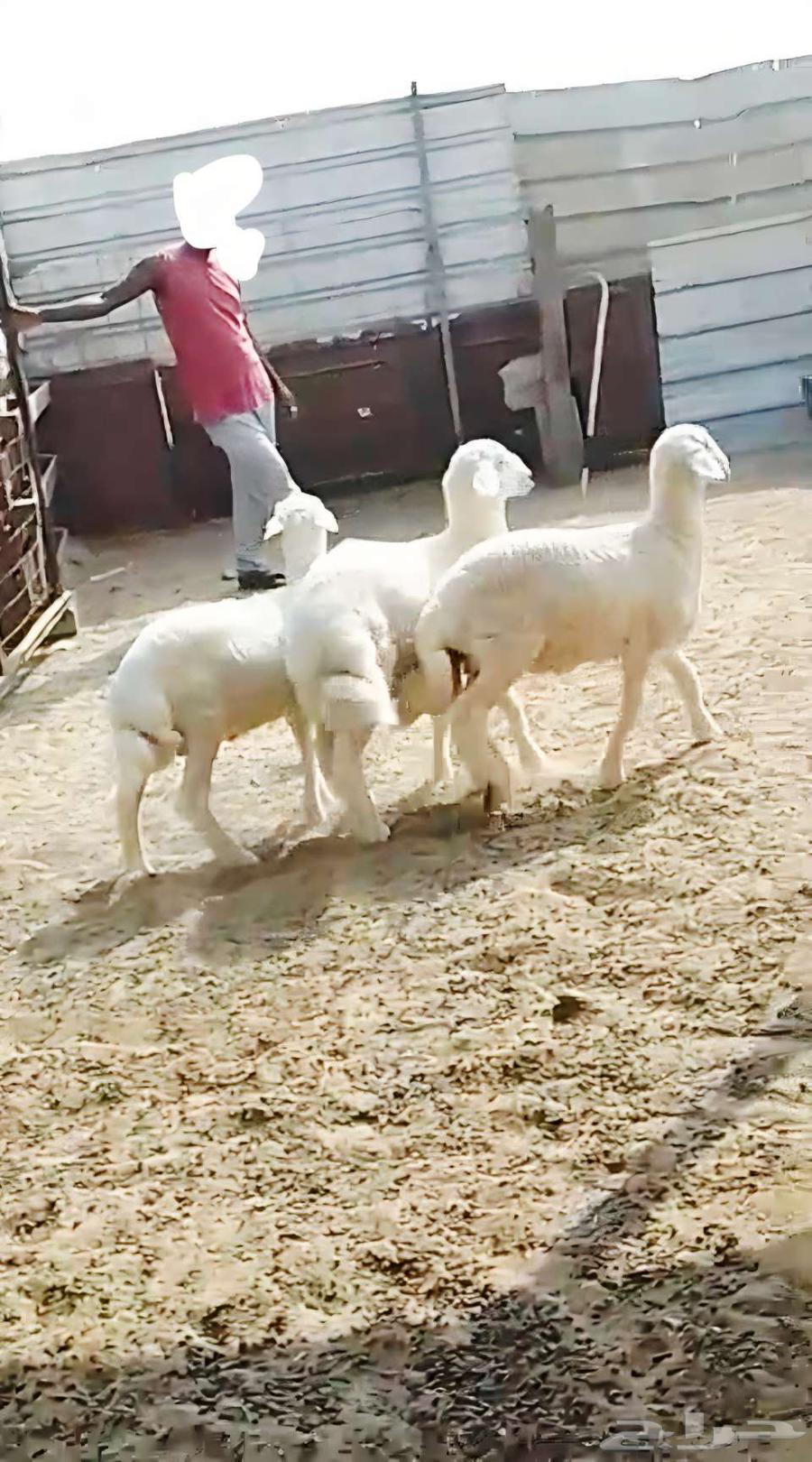 طلي حري انتاج تم البيع64555236062722111