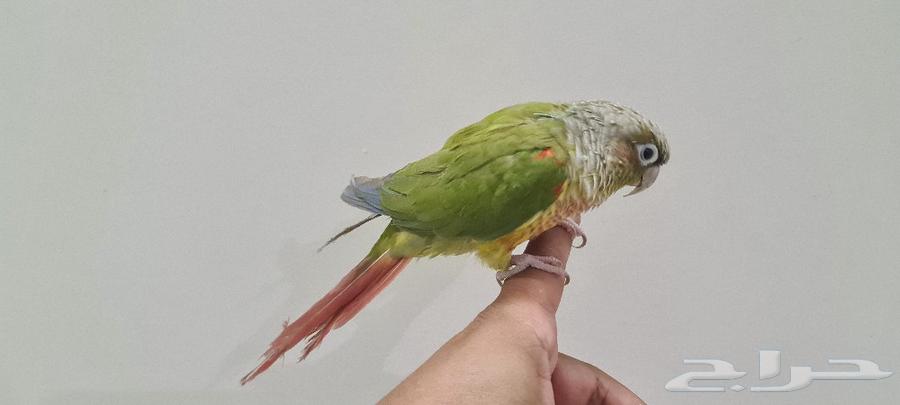 Kinyor Ananas64562768510722111