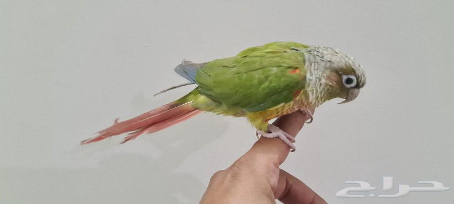 Kinyor Ananas64562768510722110