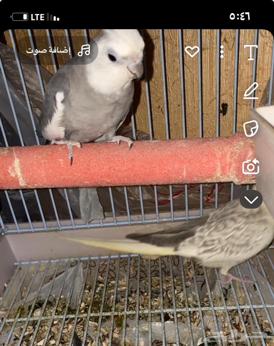 مطلوب جوز كروان منتج شرط الحد 300 بدون ملحقات64570176170113110