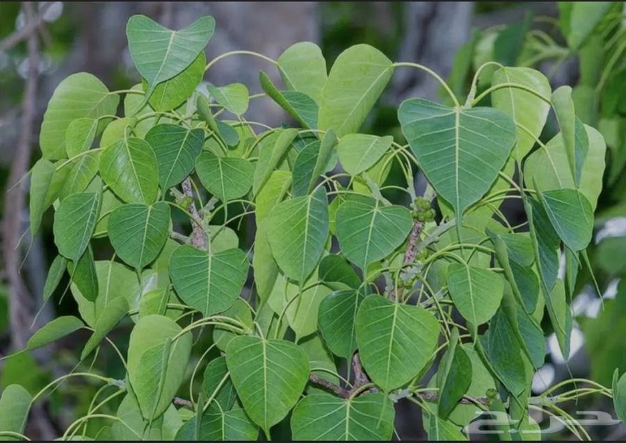 شجره فيكس لسان العصفور64566285946115113