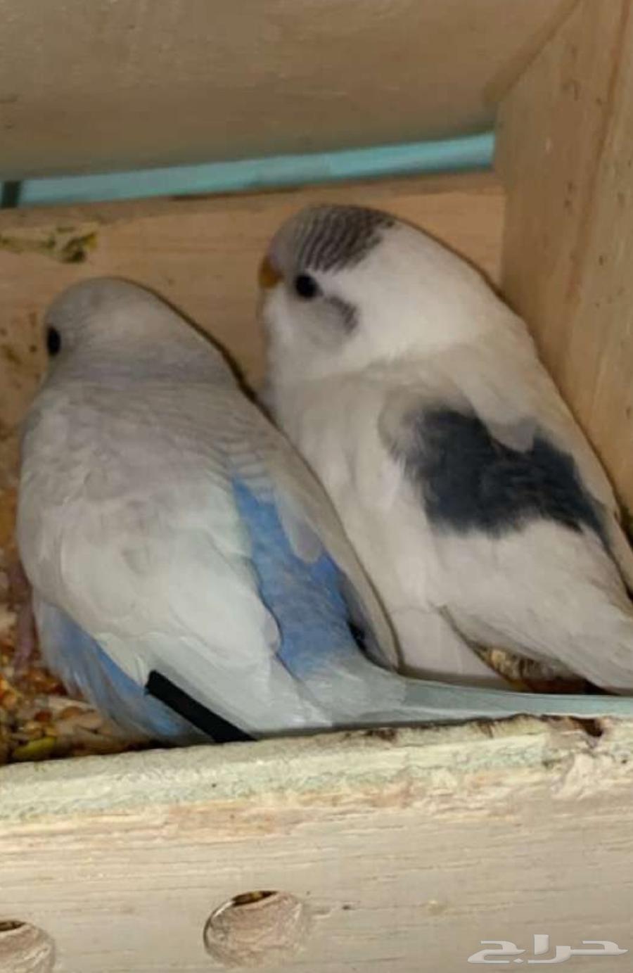 طيور بادجي (تم البيع)64570805311233111