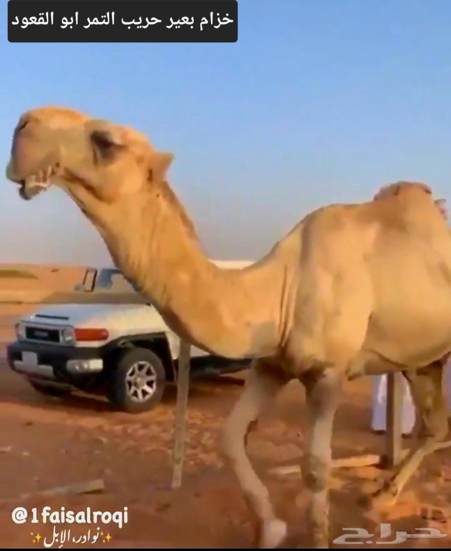 Red male camel, Battle Kfu64570299047171111