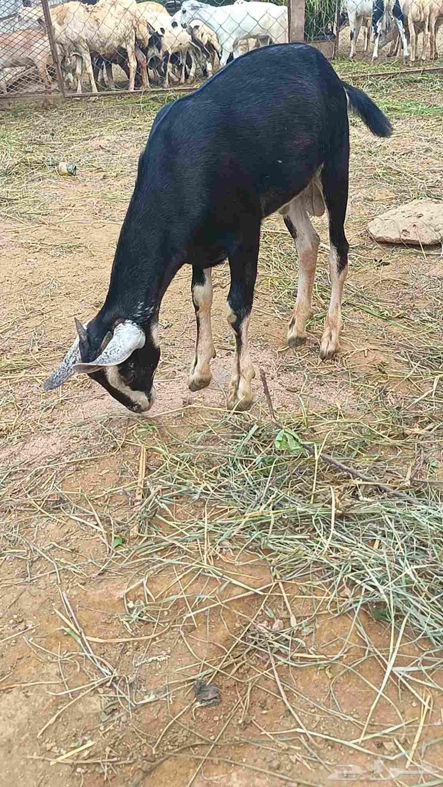 تيس بلدي للبيع64564476424067112