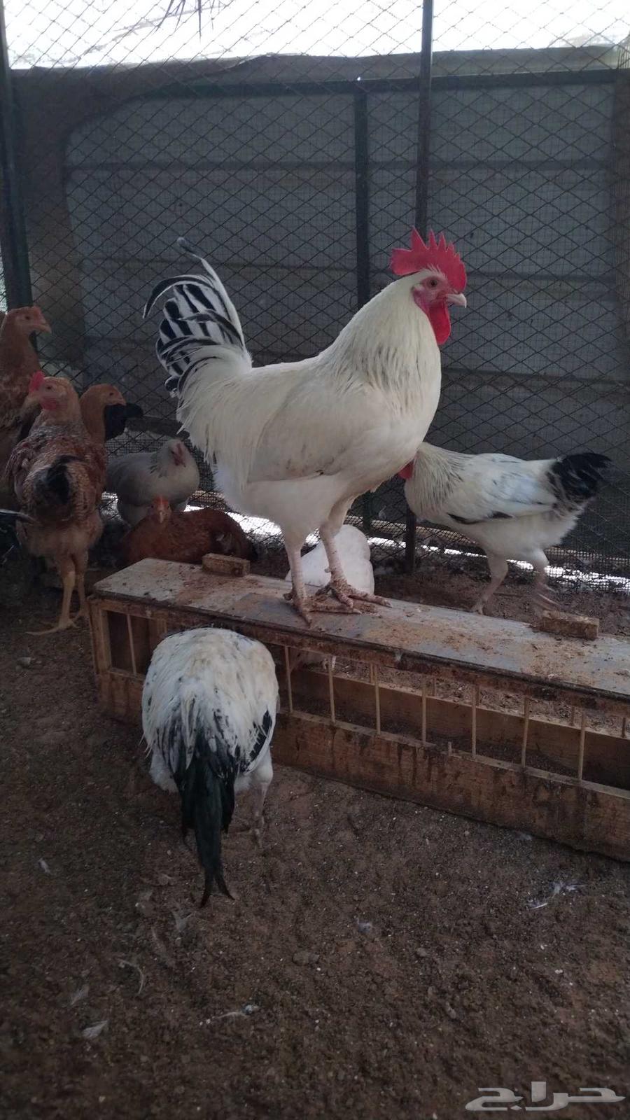 ديوك فرنسي بيور 564455359243649113