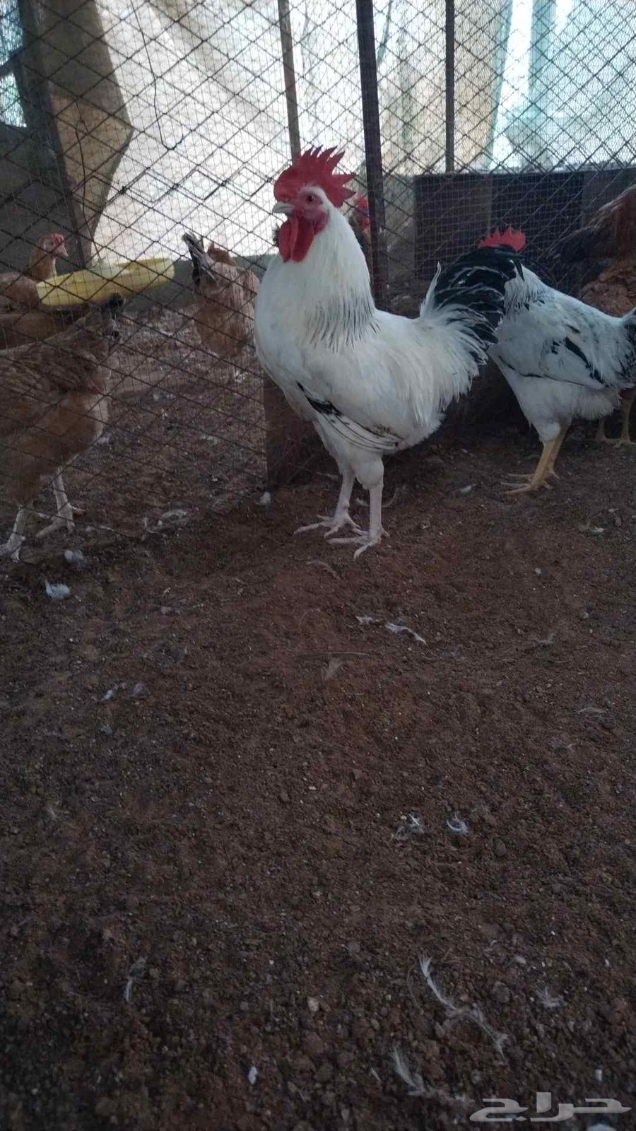 ديوك فرنسي بيور 564455359243649114