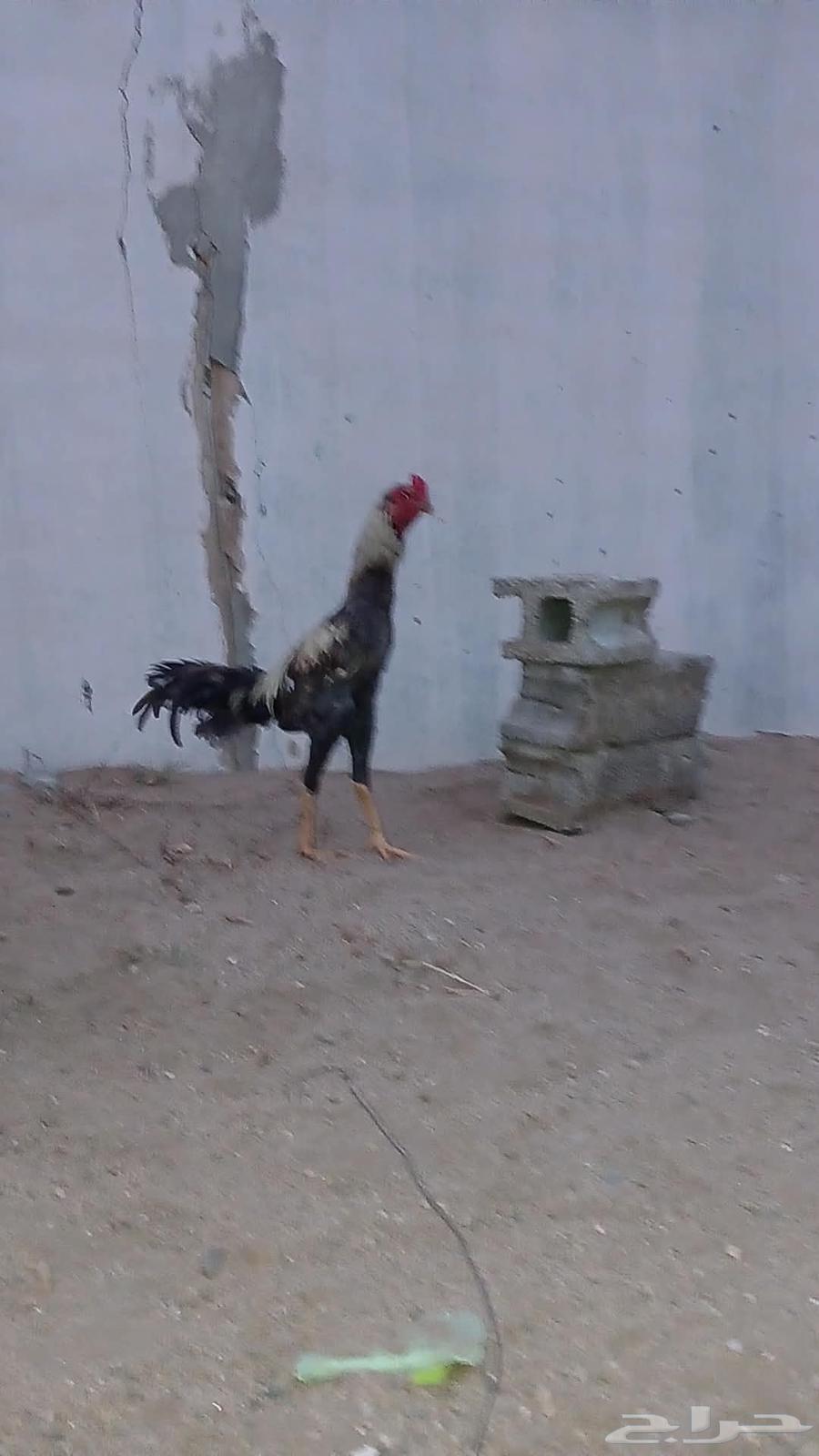 للبيع ديك كويتي64562657153666110