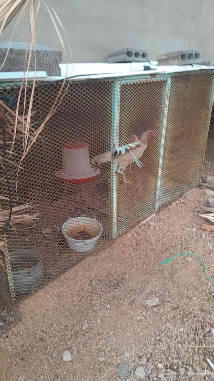 Bird net for sale64568797725314110