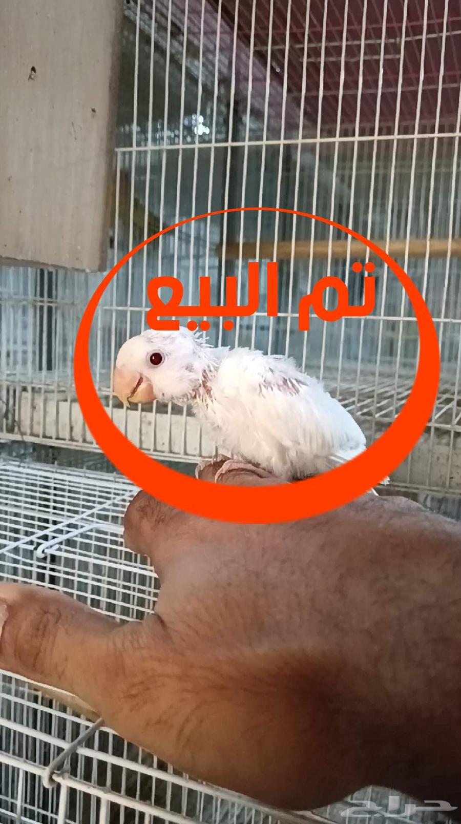 For enthusiasts of breeding and pairing Rose Albino64529634504323110