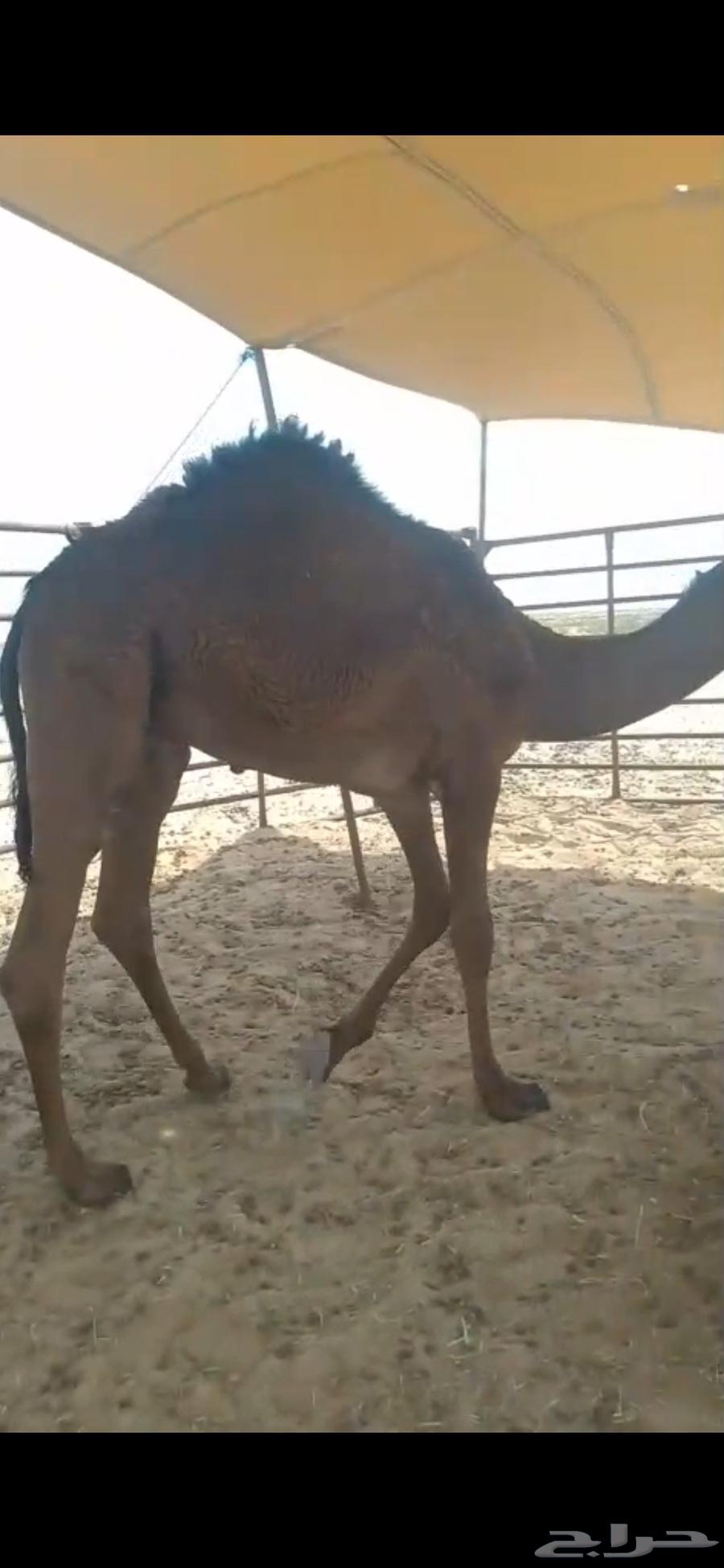 للبيع حاشي عمره 10 شهور ونص إلى 11 شهر على حليب امه وبرسيم64564908268547113