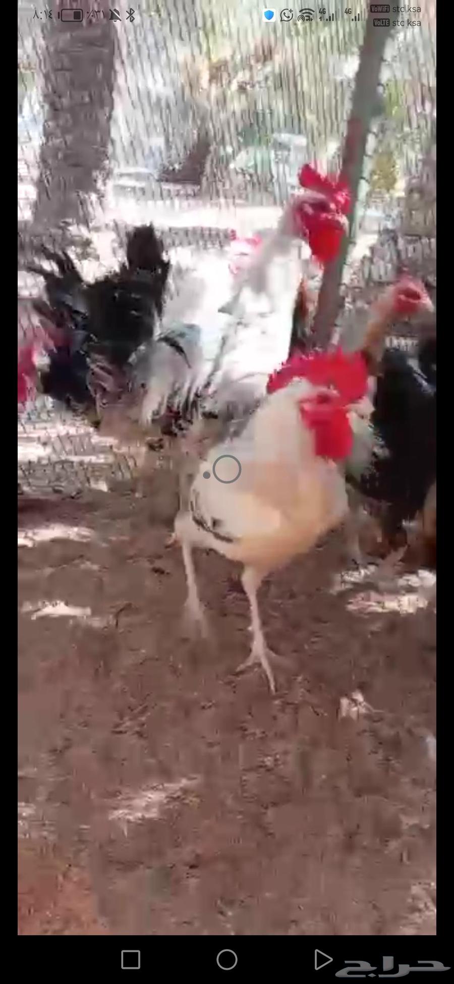 ديوك بلدي وفيومي64569781013123110