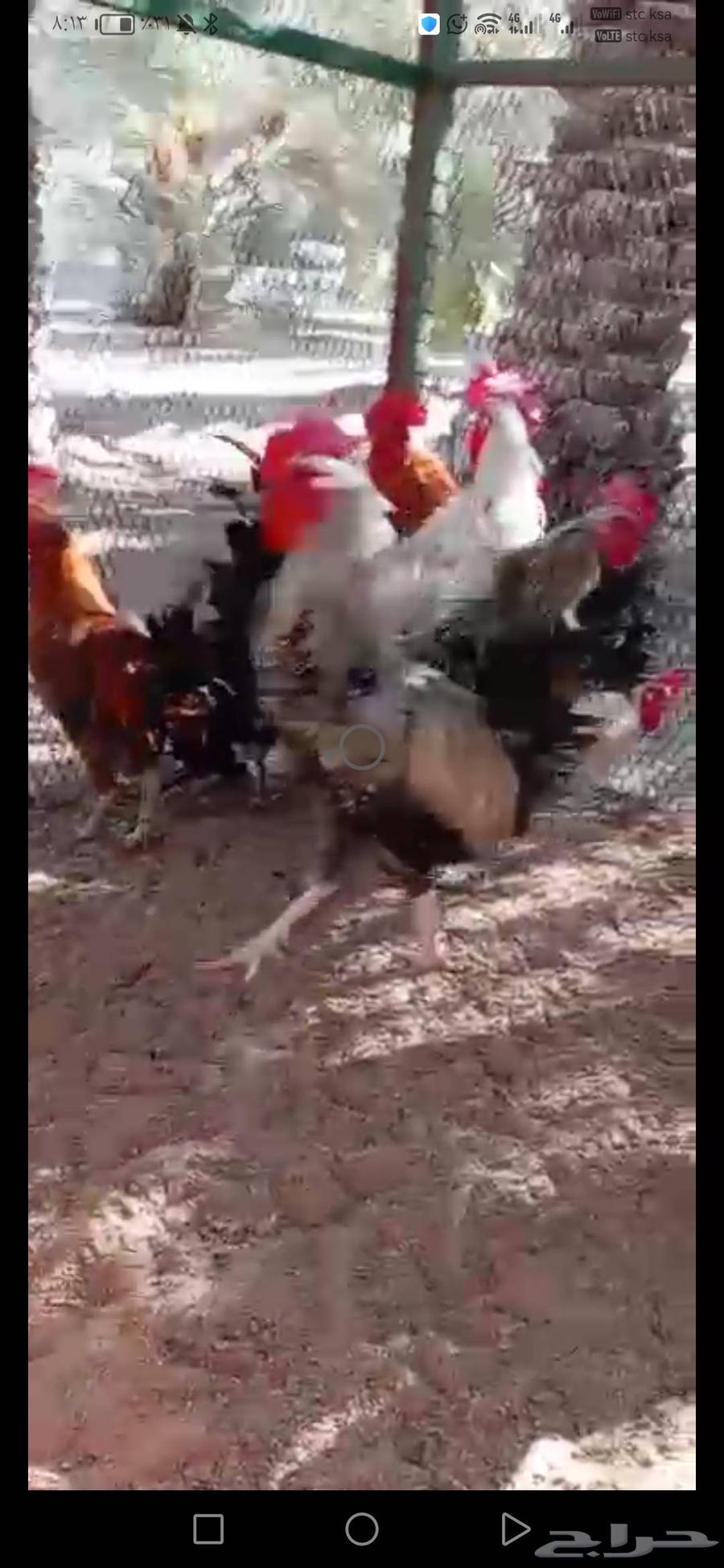 ديوك بلدي وفيومي64569781013123113