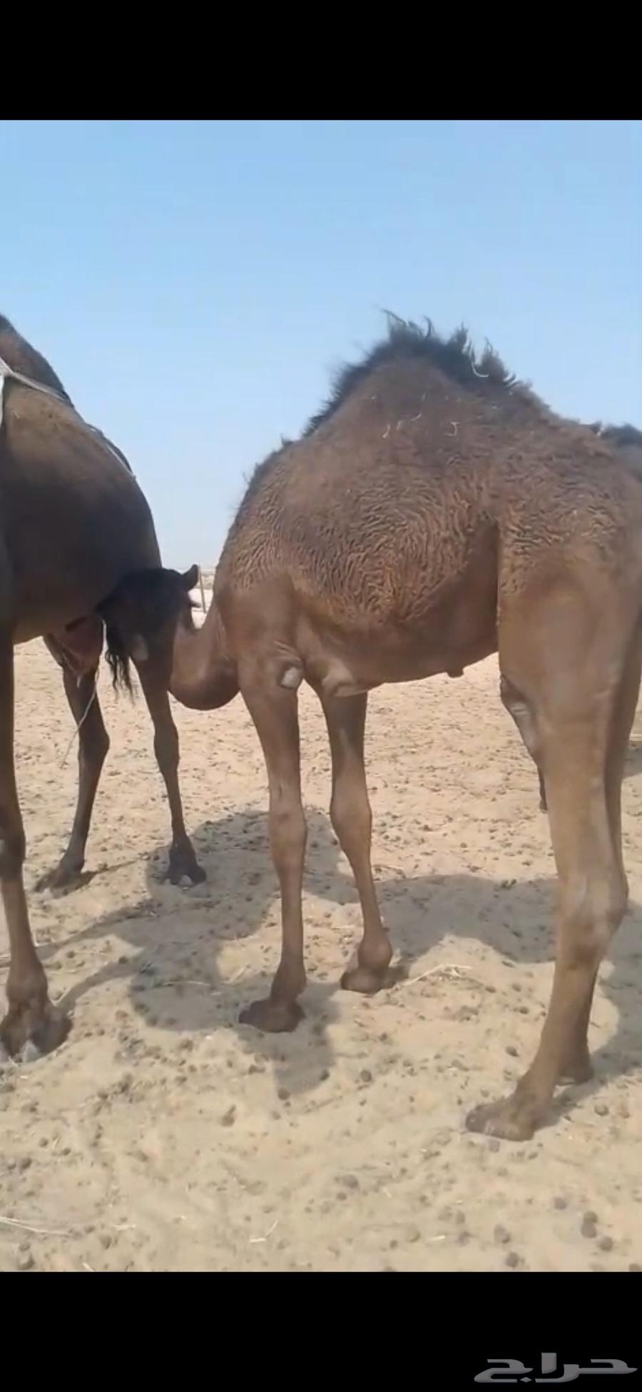 للبيع حاشي عمره 10 شهور ونص إلى 11 شهر على حليب امه وبرسيم64564908268547110