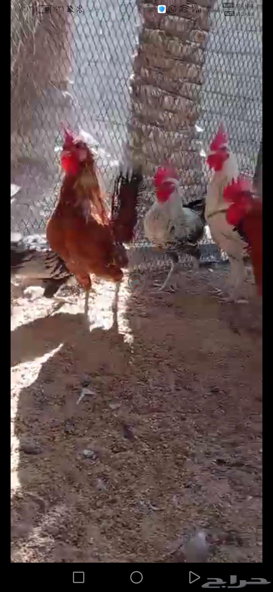 ديوك بلدي وفيومي64569781013123112