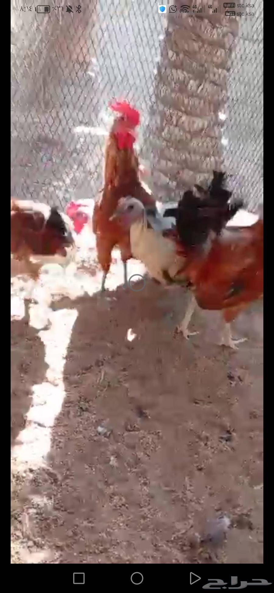 ديوك بلدي وفيومي64569781013123111