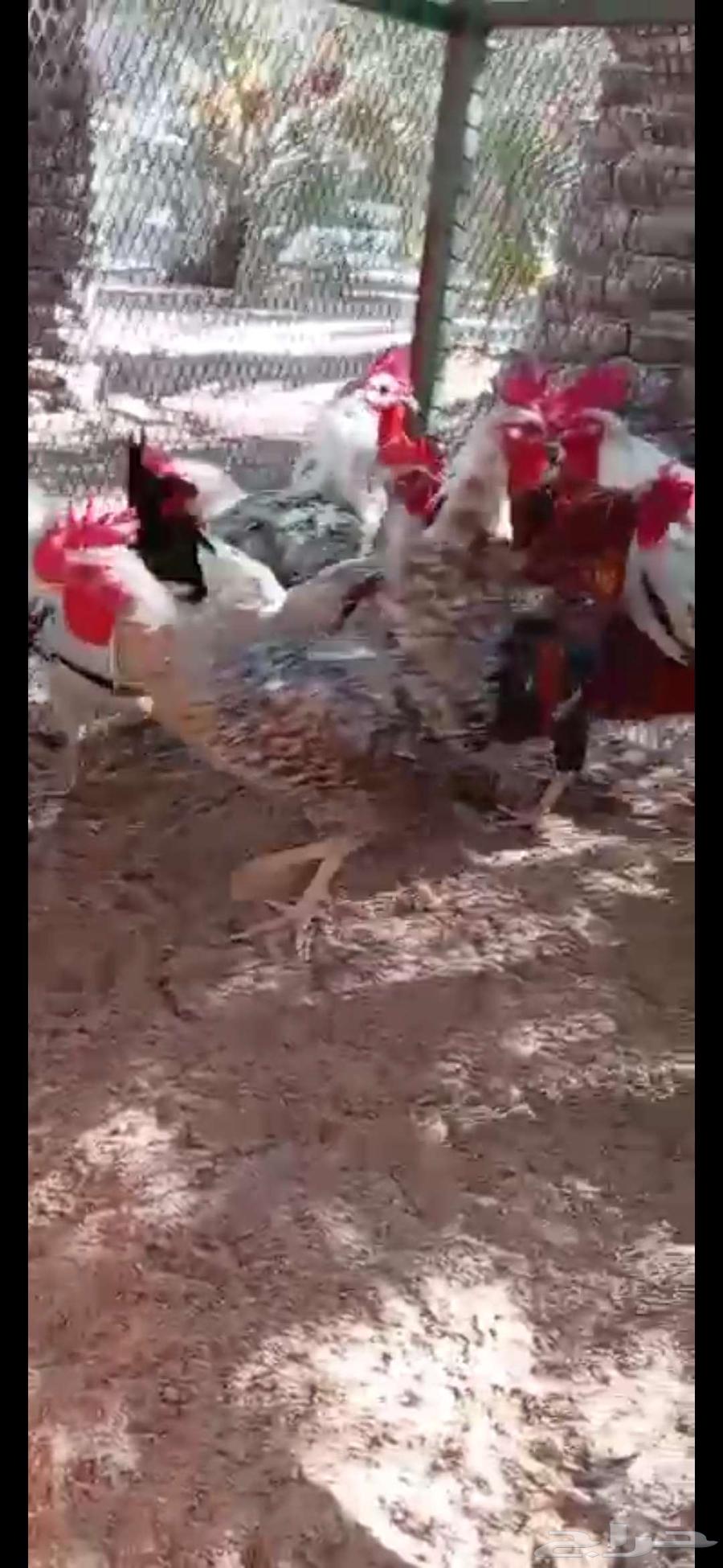 ديوك بلدي وفيومي64569781013123114