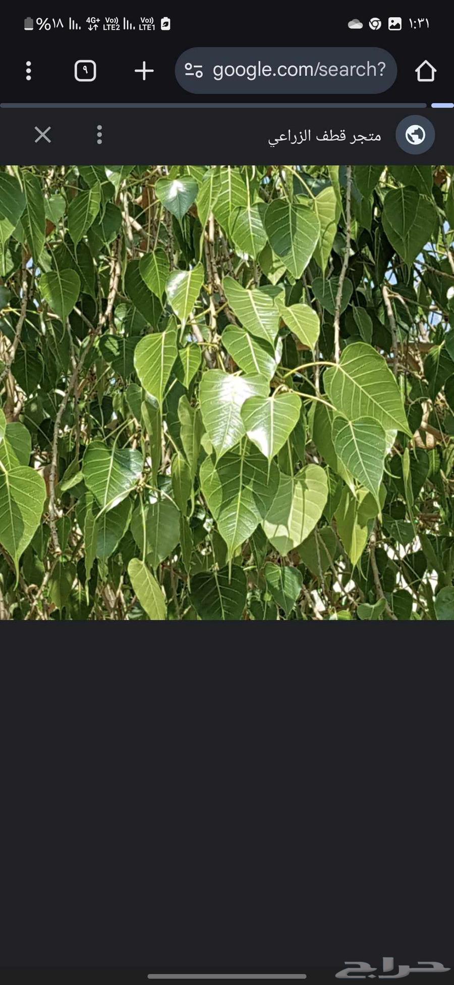 شجره فيكس لسان العصفور64566285946115114