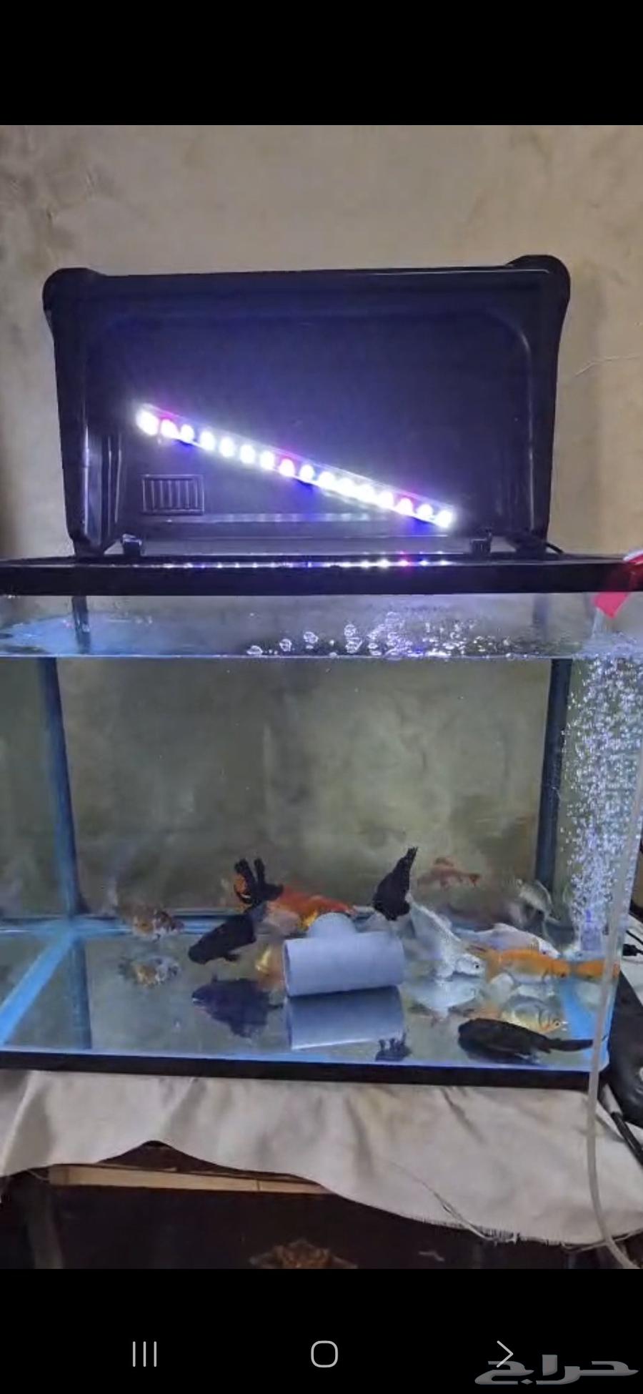 بيع حوض كبير بداخله 14 اسماك كبير وأنواع بوجود 3 أكسجين64566714431235110