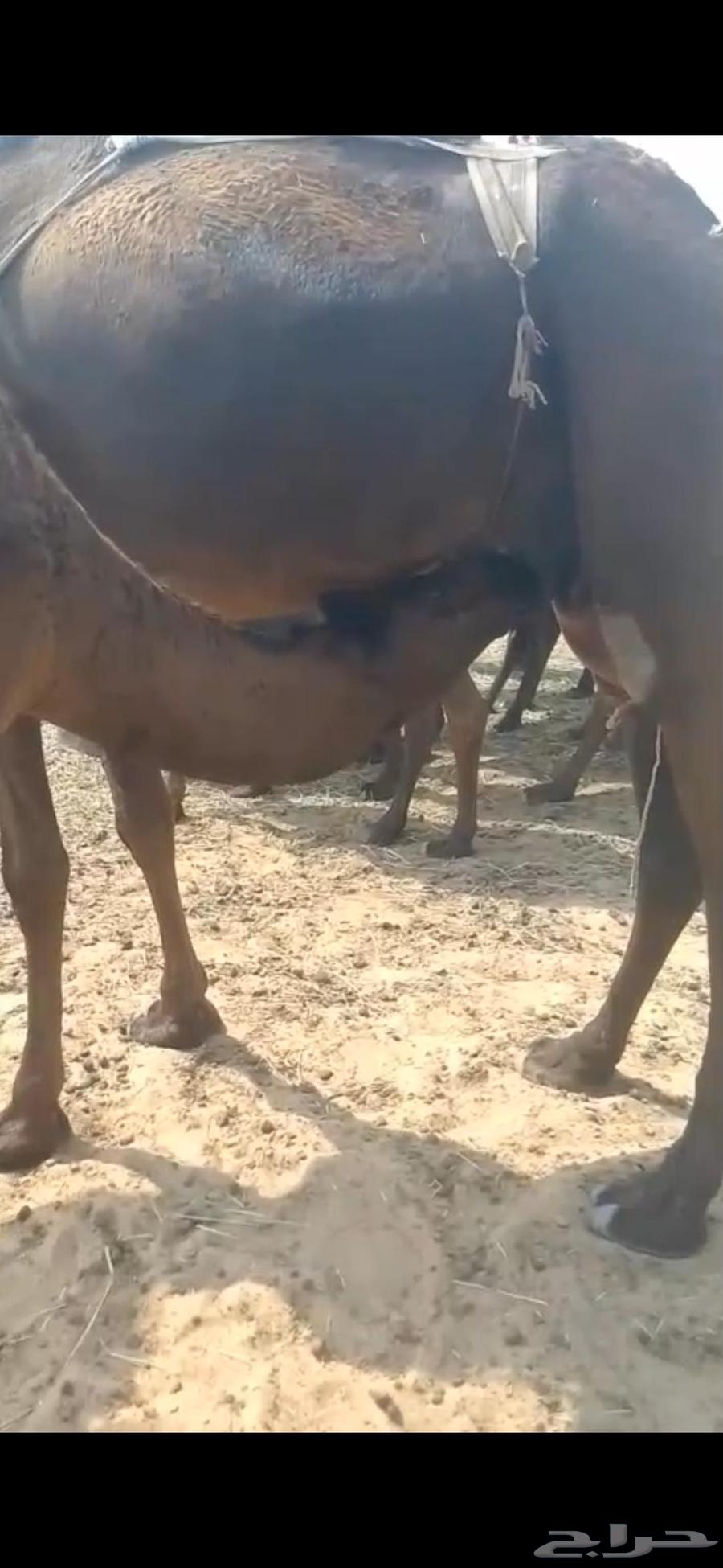 للبيع حاشي عمره 10 شهور ونص إلى 11 شهر على حليب امه وبرسيم64564908268547114