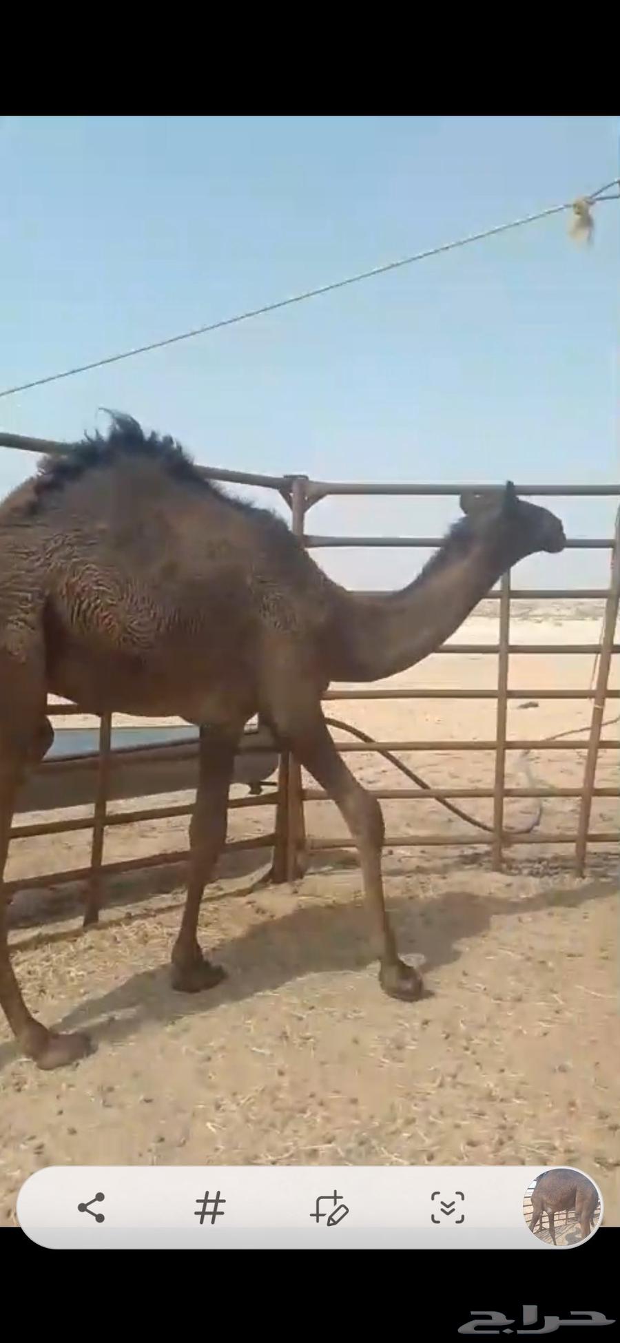 للبيع حاشي عمره 10 شهور ونص إلى 11 شهر على حليب امه وبرسيم64564908268547111