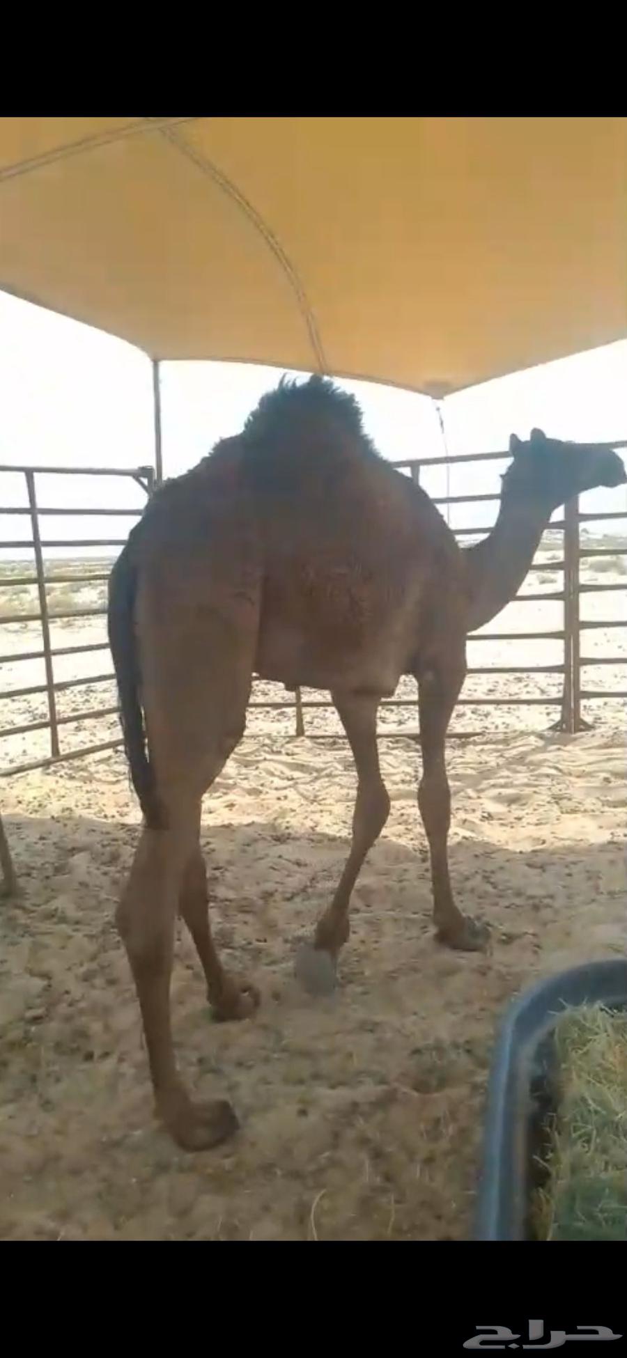 للبيع حاشي عمره 10 شهور ونص إلى 11 شهر على حليب امه وبرسيم64564908268547112