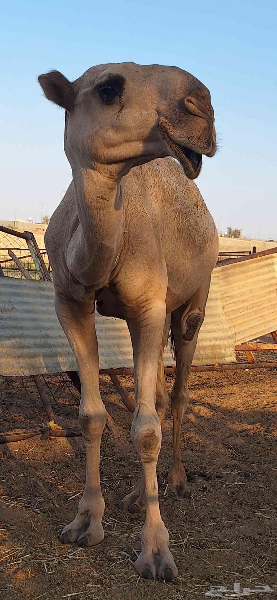 Red male camel, Battle Kfu64570299047171112