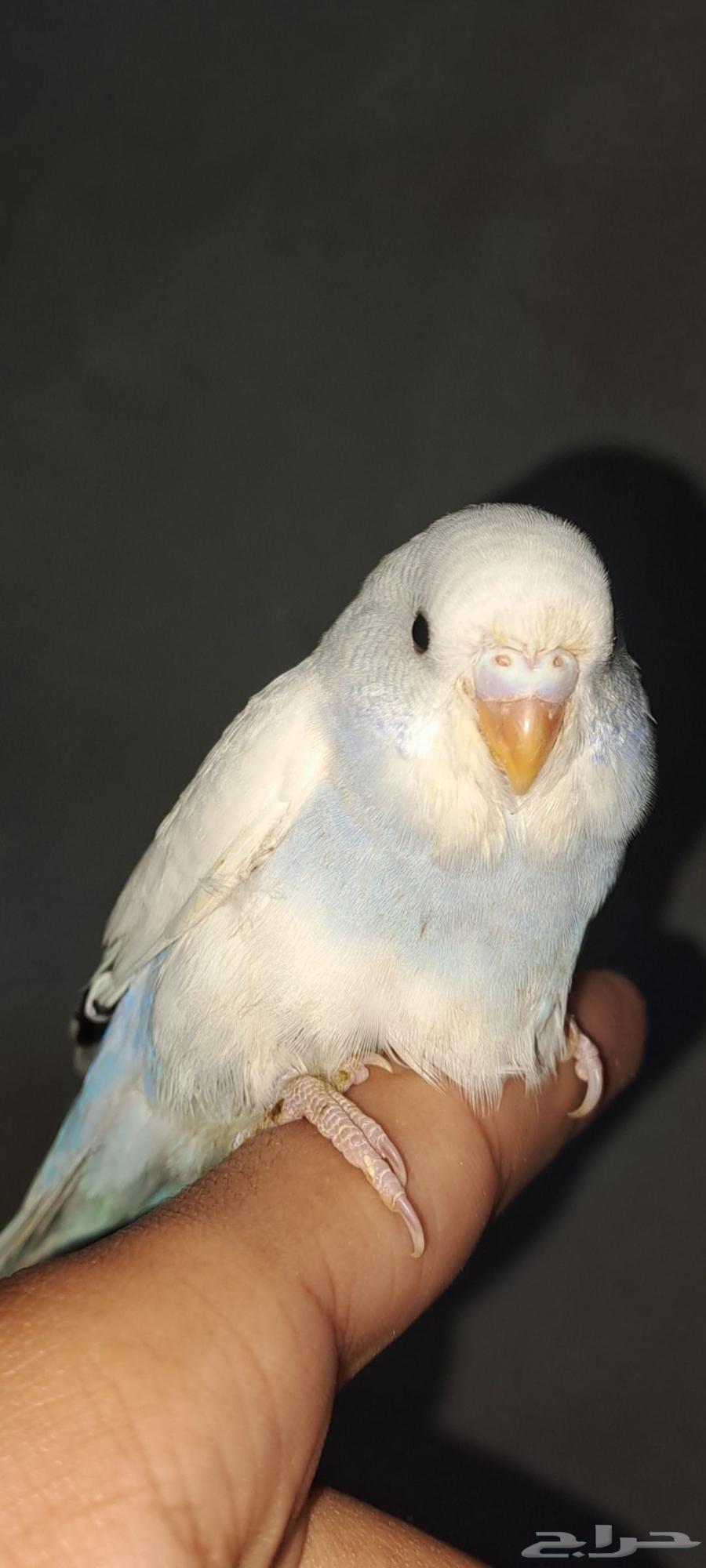 طيور بادجي (تم البيع)64570805311233113