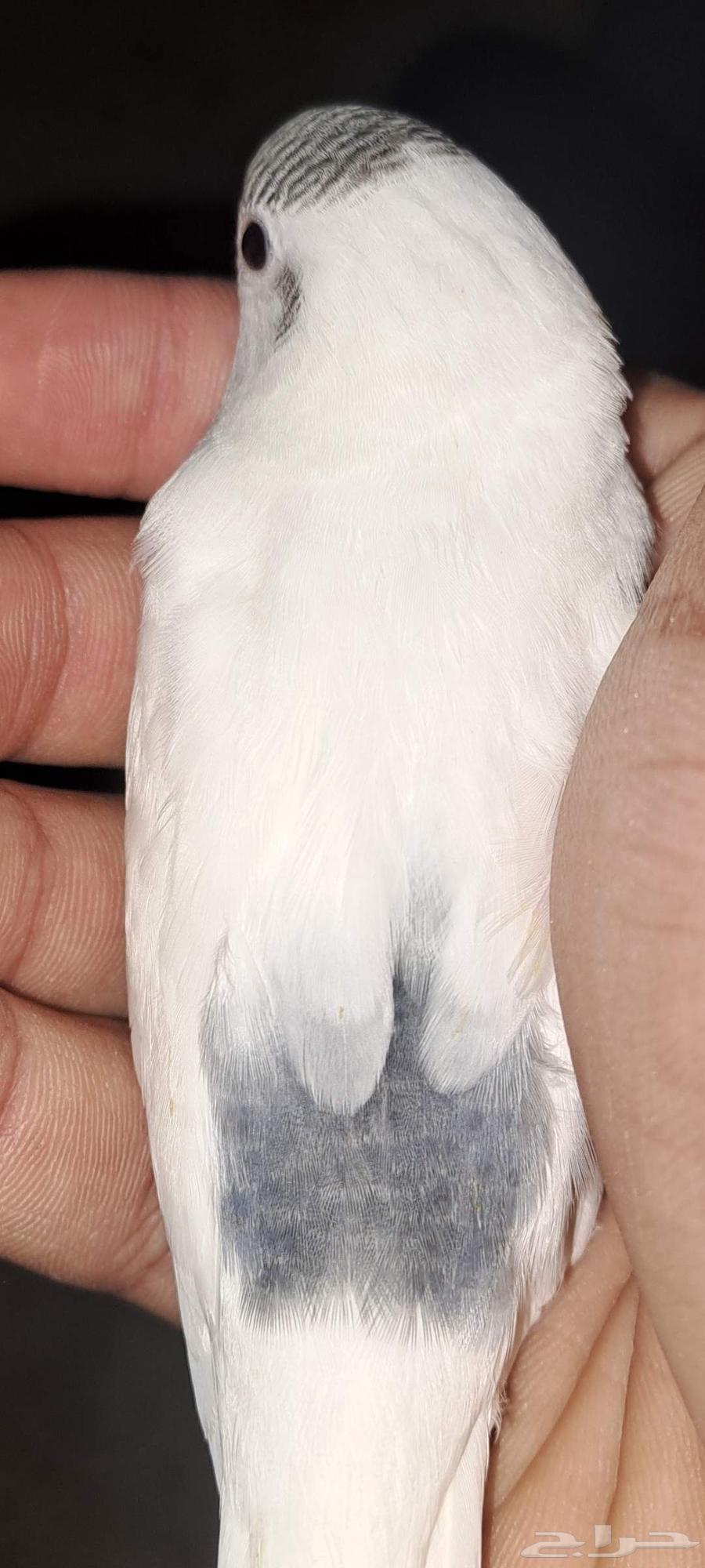 طيور بادجي (تم البيع)64570805311233112