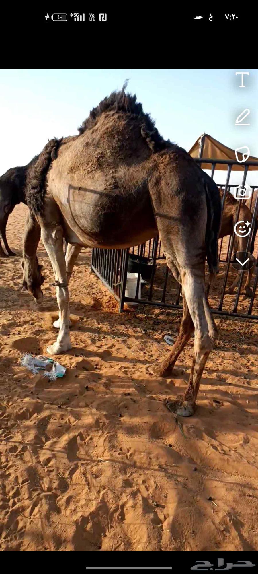 Hail's camel has been upgraded for a year

The location is Al-Shuqra64564199013123110