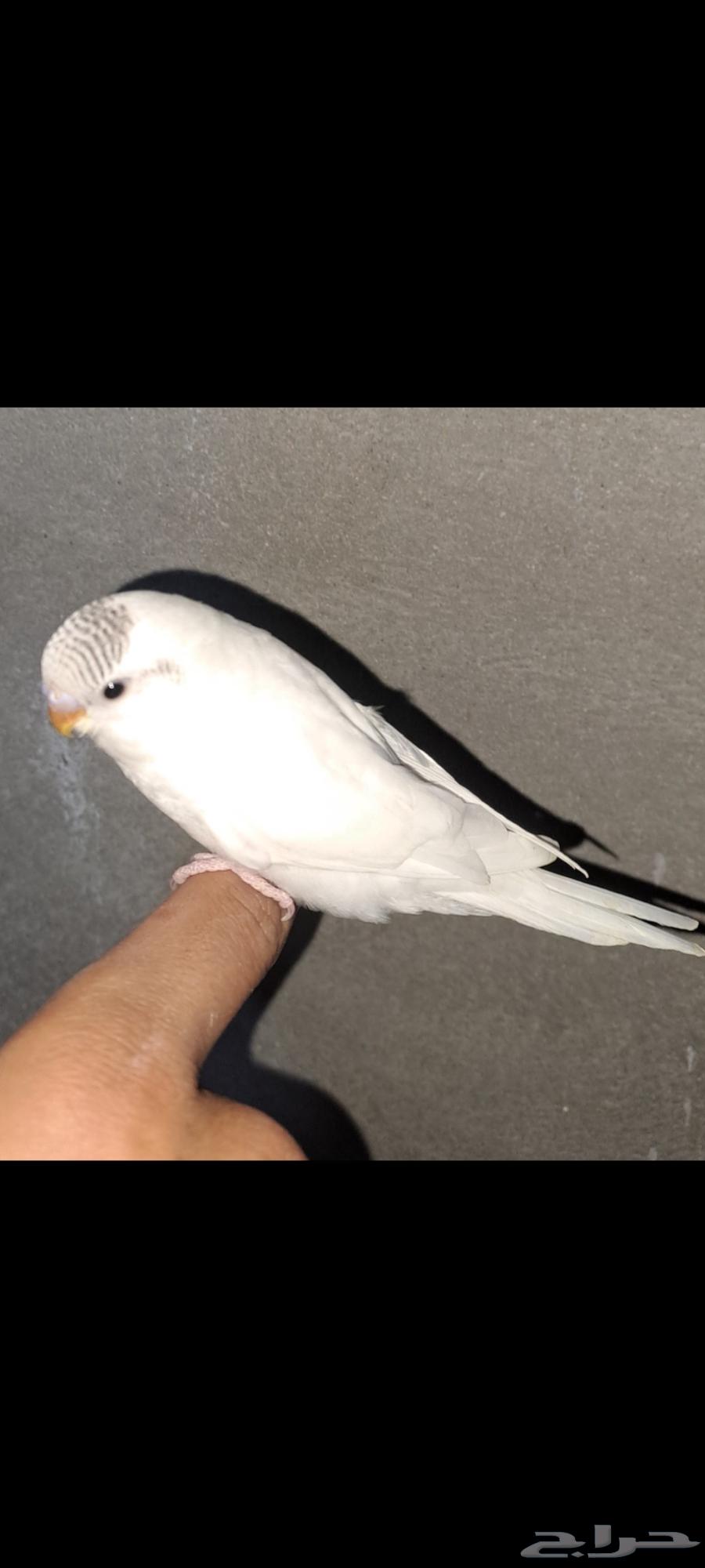 طيور بادجي (تم البيع)64570805311233110