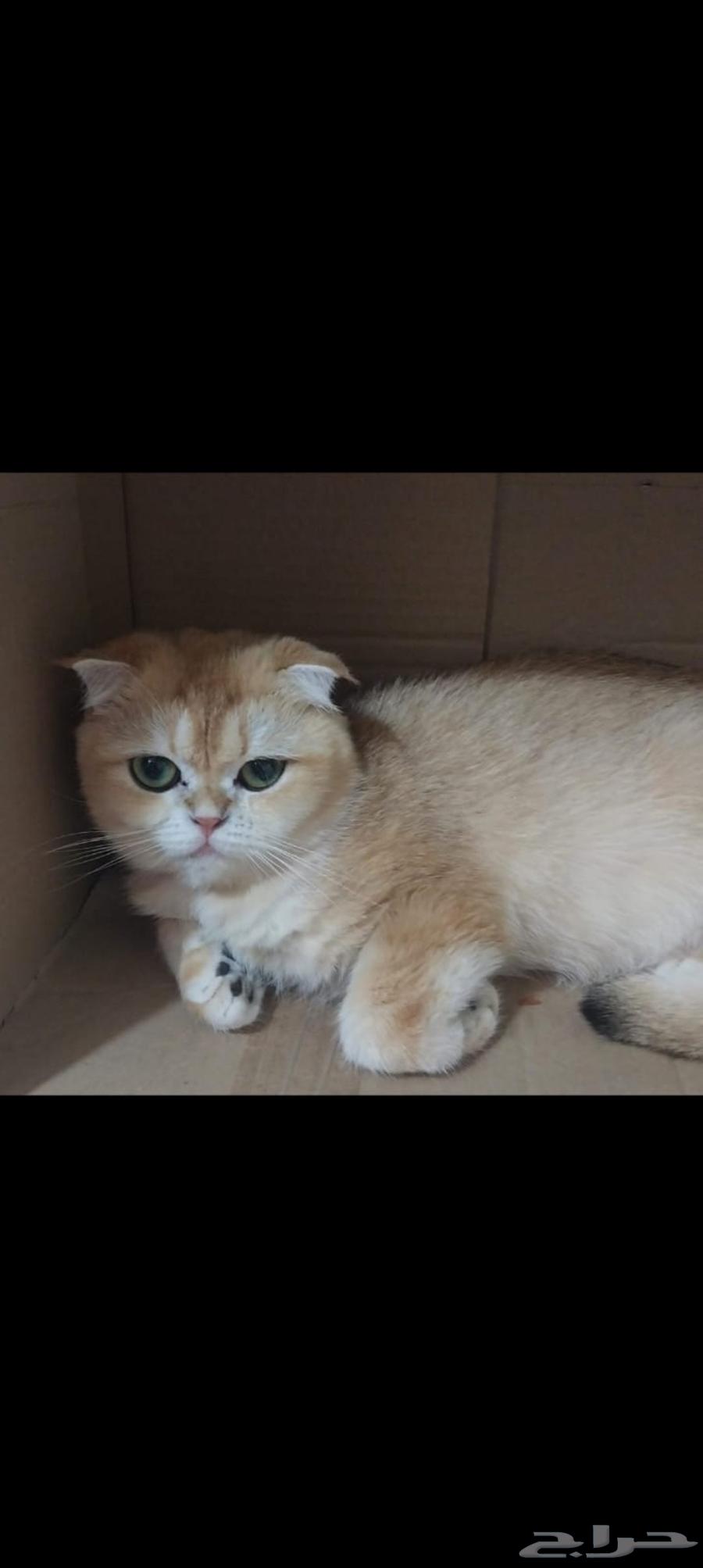 عندى قطة اسكوتش فولد بيور للبيع عمرها سنة و7 شهور انتجت مرة64568564530177110