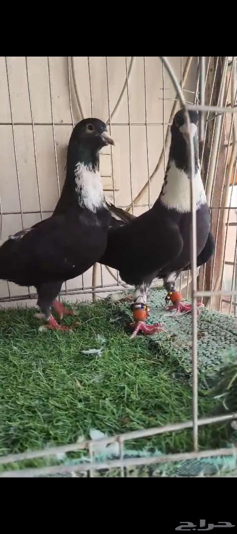 For sale, location Riyadh, contact via WhatsApp64564434666241110