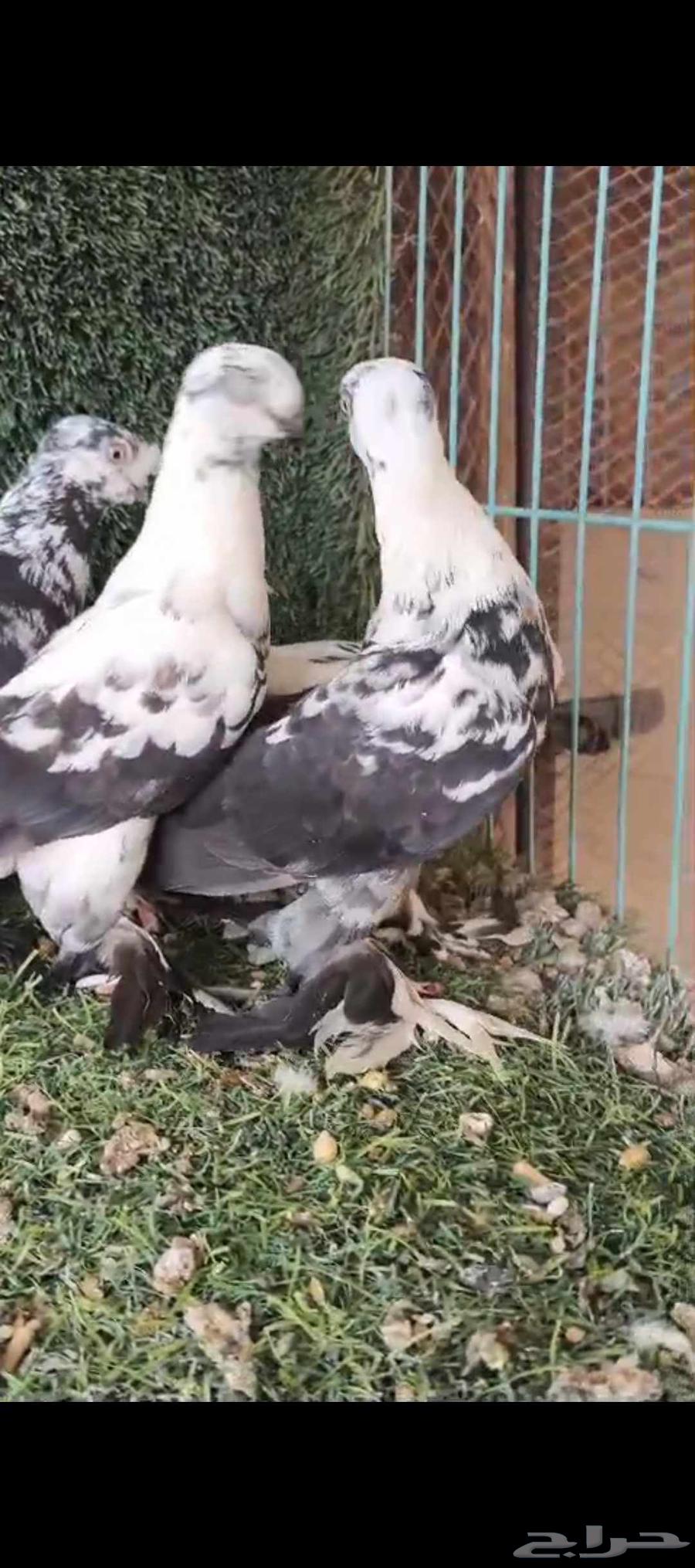 For sale, location Riyadh, contact via WhatsApp64564434666241111