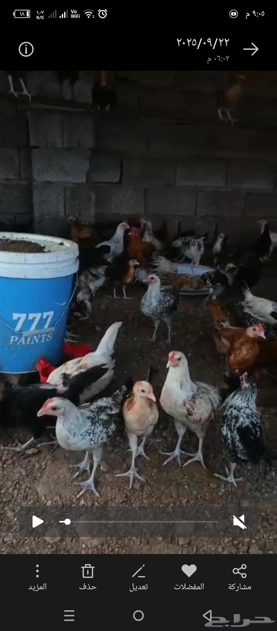 2-month-old local chickens, price 10 riyals, quantity 23064570339243777110