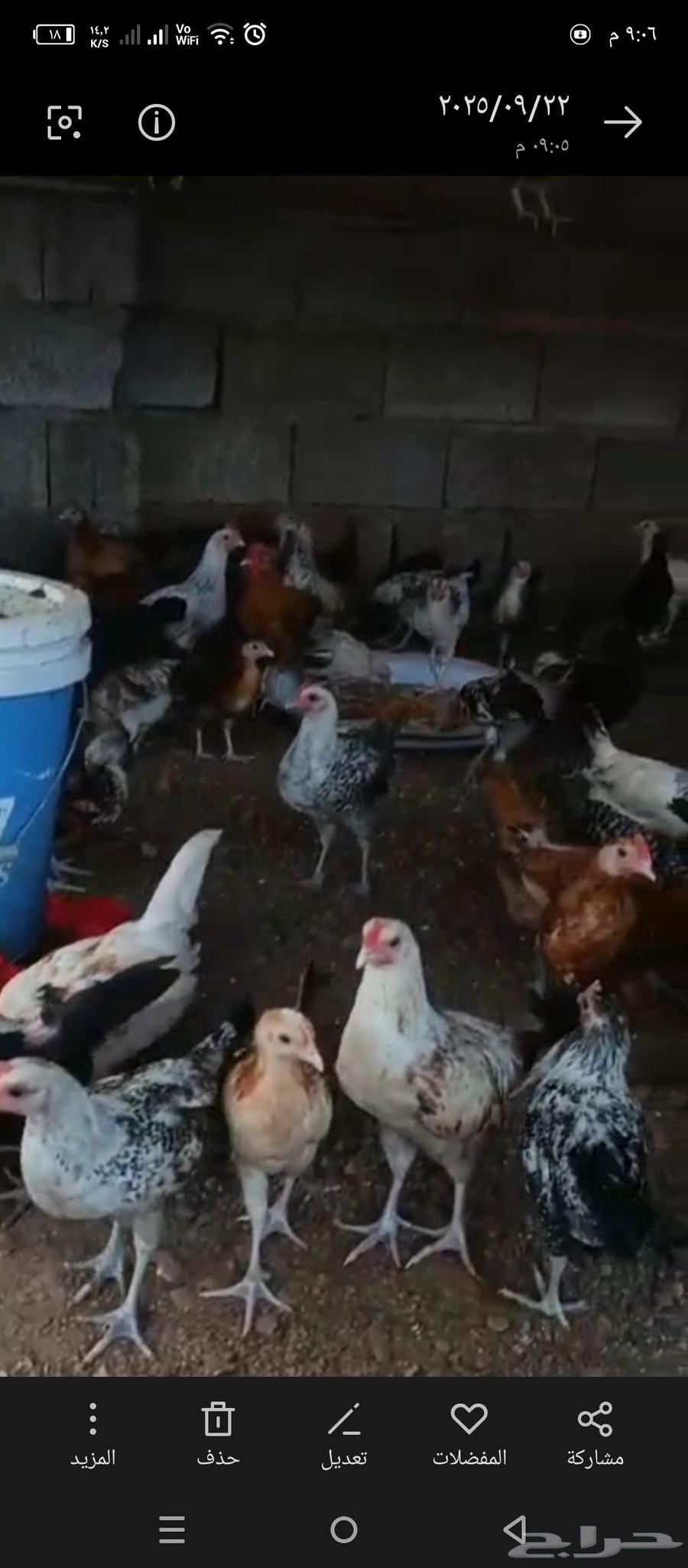 2-month-old local chickens, price 10 riyals, quantity 23064570339243777111