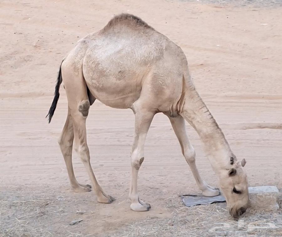 Red male camel, Battle Kfu64570299047171113