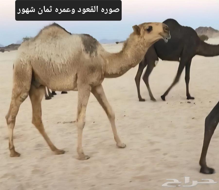 Red male camel, Battle Kfu64570299047171110