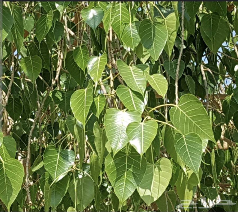 شجره فيكس لسان العصفور64566285946115111