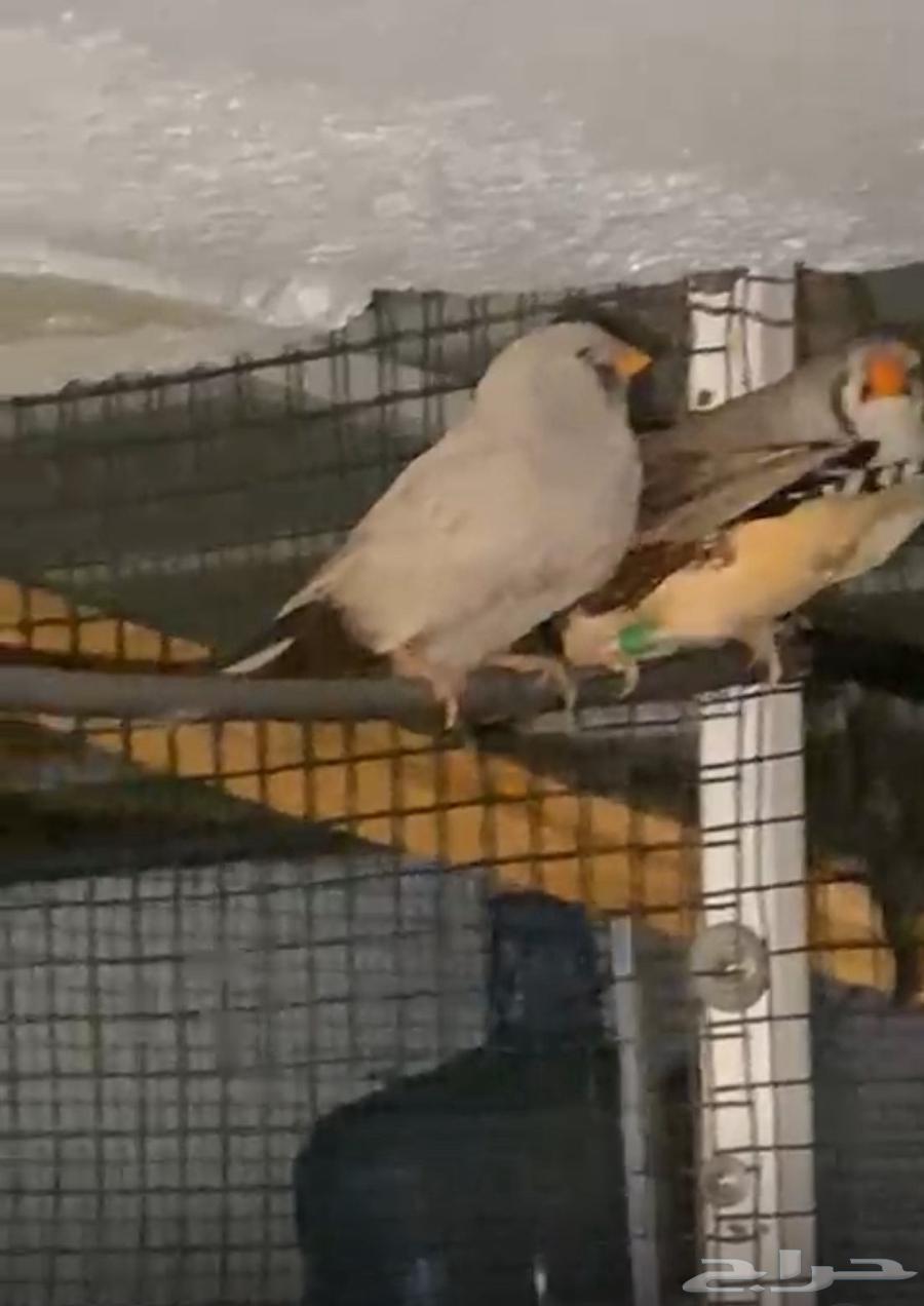 البيع زوبره انكليزي كبير الحبه 11064563021148419111