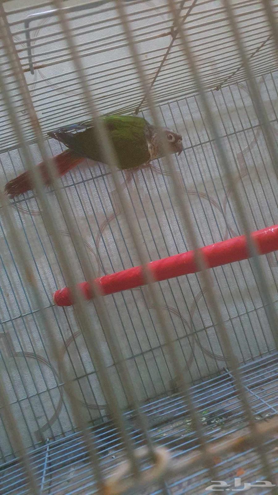 كنيور يلو سايد ذكر محلل بشهاده64564782149761110