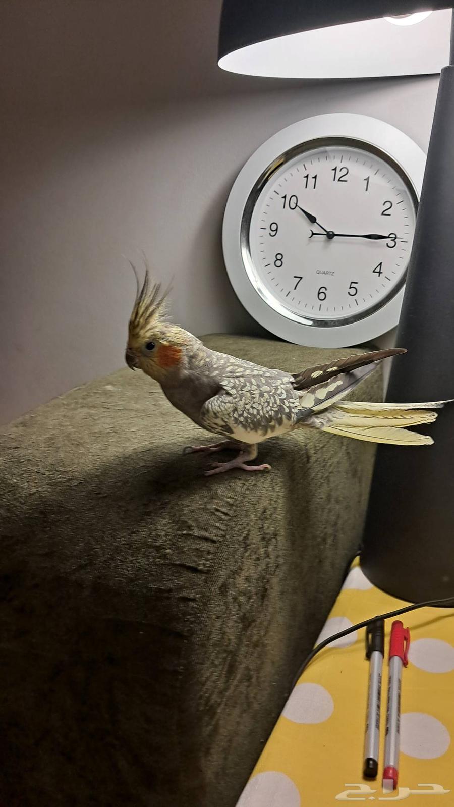 ببغاء كروان64570723521539110