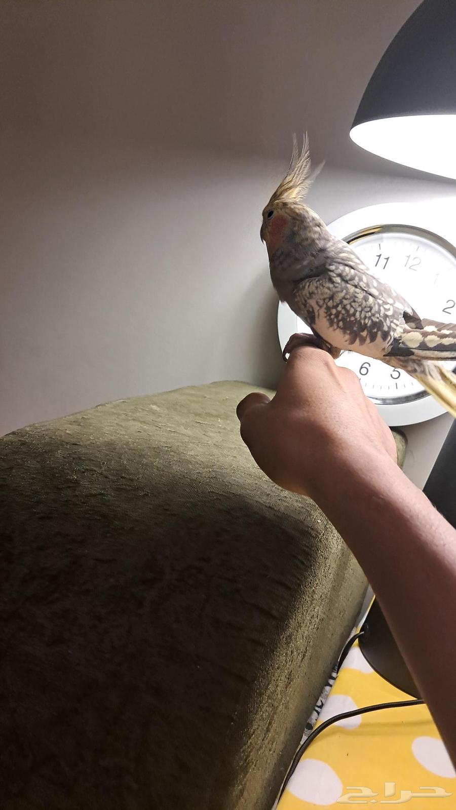 ببغاء كروان64570723521539111