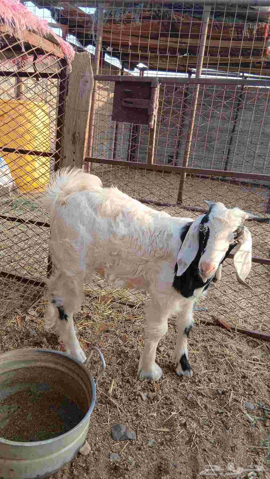 تيس لباني عمره ثلاث شهور تيس فحل عارضي دوبه داخل السديس64564824639233110