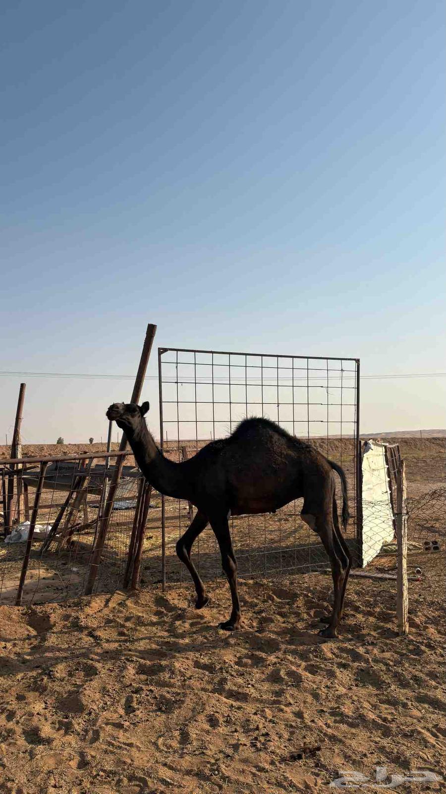 قعود اللبيع64567018199554110