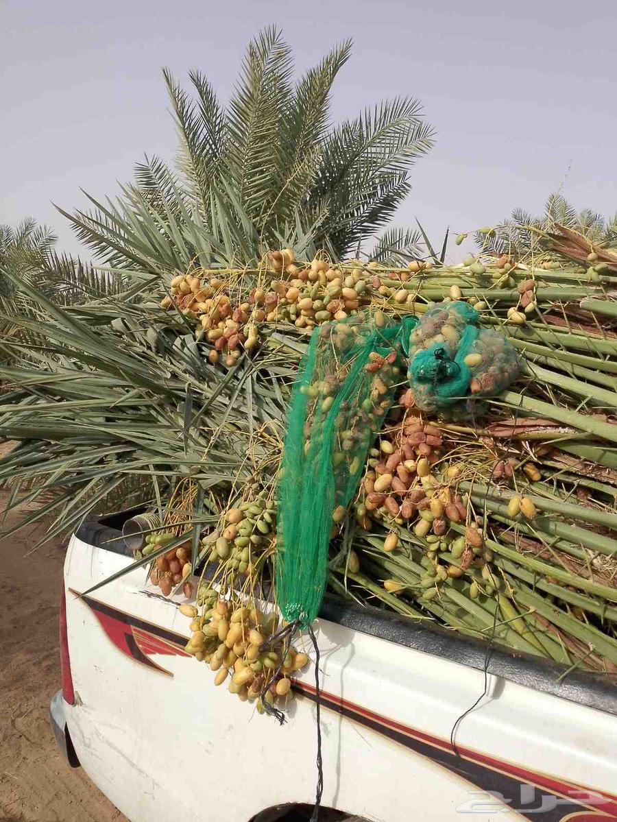 متوفر فسايل مثمره للبيع جميع الأنواع64567378848771110